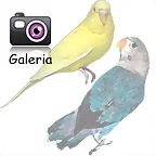 Galeria