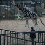 Zoo de Barcelona 05-11-10 991