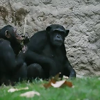 Zoo de Barcelona 07-11-10 538