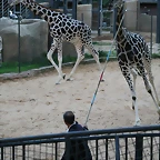Zoo de Barcelona 05-11-10 990