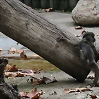 Zoo de Barcelona 07-11-10 581