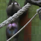 Zoo de Barcelona 07-11-10 674