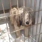 perro de aguas gris