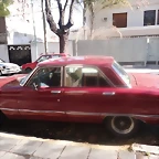 falcon