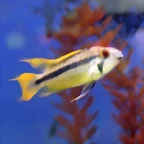 Apistogramma cacatuoides