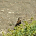 IMG_6972-copia
