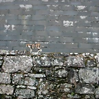 DSCN7183