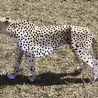 Cheetah (papercraft) by Pendragon