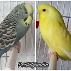 FB_IMG_1542318198674