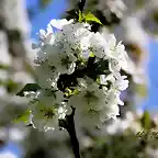 25, flores del cerezo6 marca2