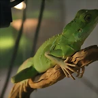 Zoo de Barcelona 27-03-11 576