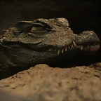 Zoo de Barcelona 27-03-11 611
