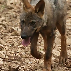 Zoo Lunaret + Sigean 18 i 19-09-10 512
