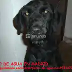 perro de agua e n Madrid