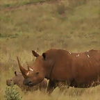 Rhino & Lion Nature Reserve 15-03-09 227