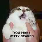 Cat scared