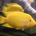 Amphilophus citrinellus