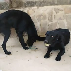 pipo y pipa