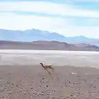 Bordeando el salar de “Pedernales”.