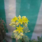 SAM_0868