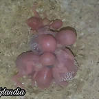 FB_IMG_1574040302772