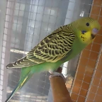 3 pollo 1-10-10