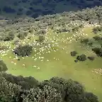 010, ovejas pastando