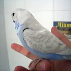 perikito1