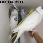 9 foto  21-5-2011