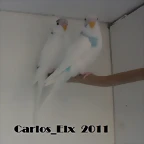 2 foto  21-5-2011
