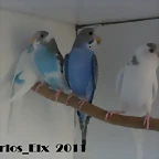 8 foto  21-5-2011