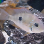 Thorichthys maculipinnis (5-8-17 Zoo Zajac, det as ellioti)