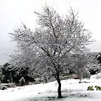 11, almendro en el descansadero, marca