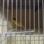 Moñua