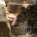 Zoo de Barcelona 03-08-2010 015