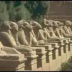 luxor_thebes_sphinxes