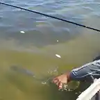 Pesca de lisas en Juan y Juan