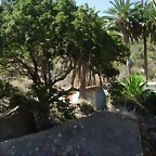 DSCN7386