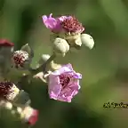 23, moras en flor, marca