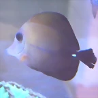 Zebrasoma scopas 1 (30-7-17 AquariaVirtual)