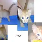 Ivan1