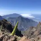 Echium Roque de los muchachos