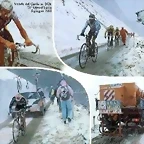 gavia88