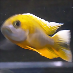 Aulonocara jacobfreibergi