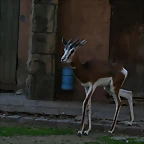 Zoo de Barcelona 09-02-11 330