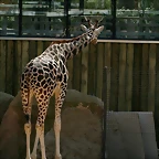 Zoo de Barcelona 13-03-11 385