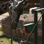 Zoo de Barcelona 13-03-11 418