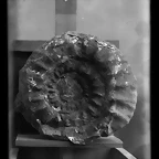 ammonites sierra Cant?n.1915.Jim?nez Cisneros Hervas