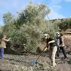 Vareando las aceitunas (torrealver)