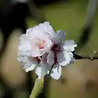 flor de almendro 2